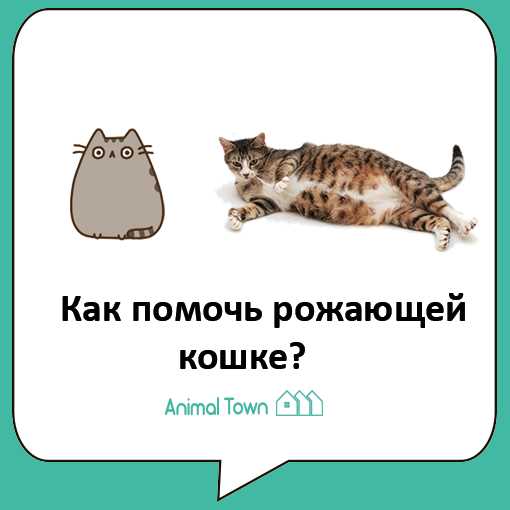 Добавление котиков в популярные тренды TikTok