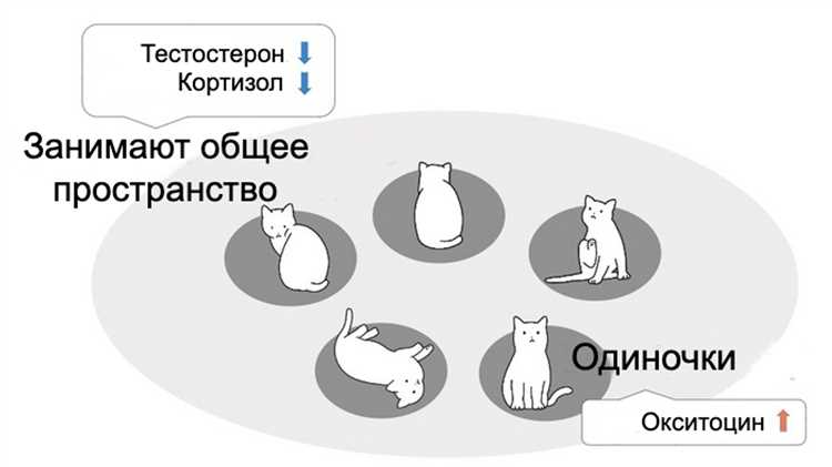 Выбор и подготовка кота-домашнего актера